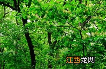 泡花树什么科 泡花树