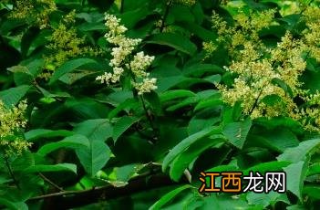 泡花树什么科 泡花树