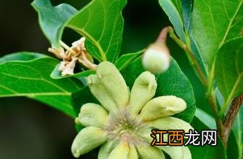 野茉莉 野茉莉树