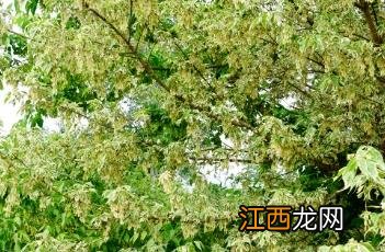 花叶梣叶槭图片 花叶梣叶槭