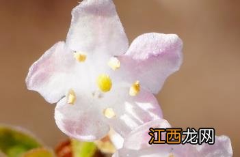 北京忍冬 北京忍冬是不是金银花