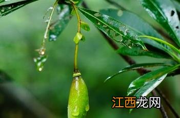 水石榕花 水石榕