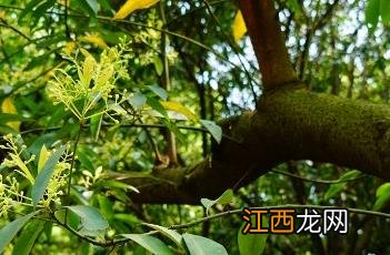 刨花润楠 刨花润楠是保护植物吗