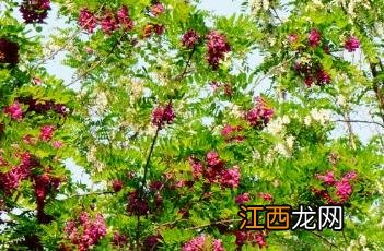 红花刺槐花期 红花刺槐