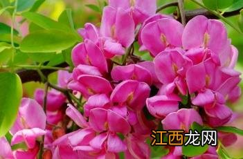 红花刺槐花期 红花刺槐