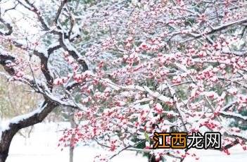 金银忍冬 金银忍冬和金银花是一种树吗