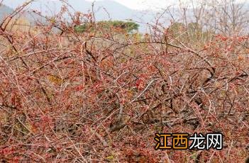 平枝栒子 平枝栒子怎么读