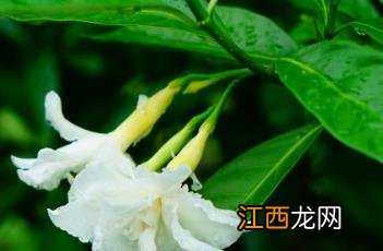 狗牙花为什么是死人花 狗牙花