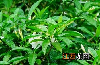 狗牙花为什么是死人花 狗牙花