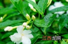 狗牙花为什么是死人花 狗牙花