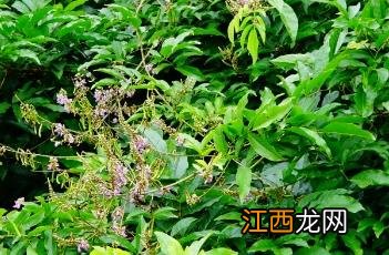 香花崖豆藤图片 香花崖豆藤