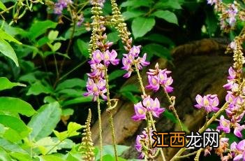 香花崖豆藤图片 香花崖豆藤