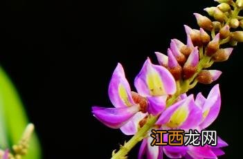 香花崖豆藤图片 香花崖豆藤