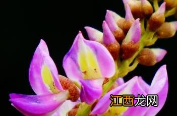 香花崖豆藤图片 香花崖豆藤