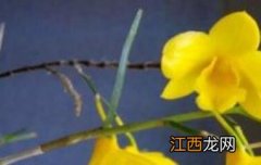 姬竹石斛怎么养才开花 姬竹石斛怎么养