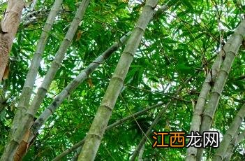 歪脚龙竹 歪脚龙竹图片