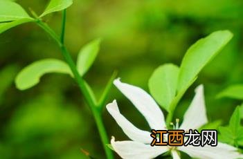 枳 枳实的作用和功效