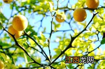 枳 枳实的作用和功效