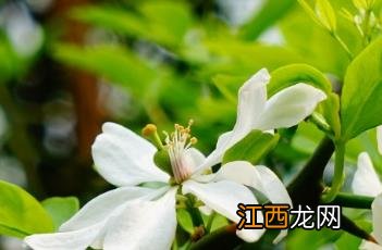 枳 枳实的作用和功效