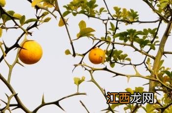 枳 枳实的作用和功效