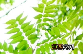 复羽叶栾树 栾树的花叫什么