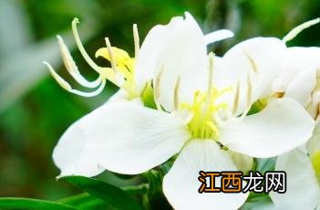 白牡丹野玫瑰 白花印度野牡丹