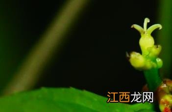 红背桂花图片 红背桂花