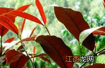 红背桂花图片 红背桂花