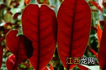 红背桂花图片 红背桂花