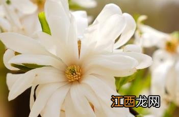 星花木兰 星花木兰图片大全