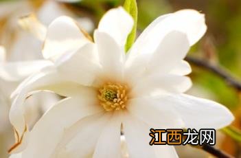 星花木兰 星花木兰图片大全