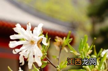 星花木兰 星花木兰图片大全