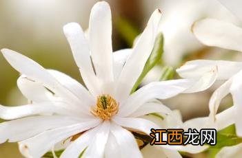 星花木兰 星花木兰图片大全