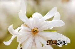 星花木兰 星花木兰图片大全