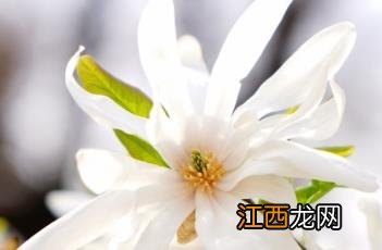 星花木兰 星花木兰图片大全