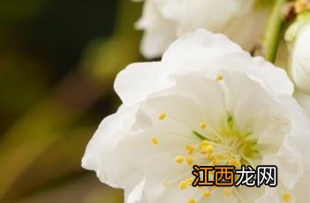 桃林枝枝挂满桃 绿萼垂枝桃