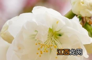 桃林枝枝挂满桃 绿萼垂枝桃