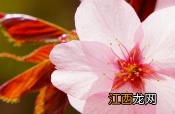 樱花树价格 大山樱