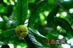 长叶越南油茶 越南山茶油