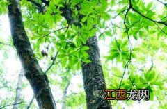 长叶马府油树 长叶马府油树图片