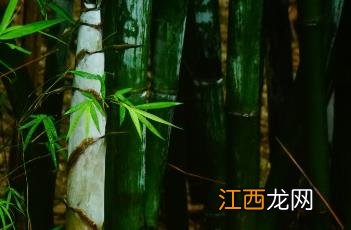 粉单竹的粉有什么药用 粉单竹