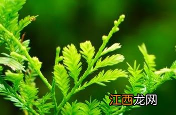 鸡毛松 鸡毛松没精神不吃东西怎么办