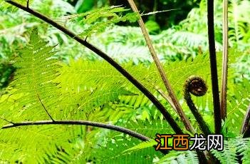 桫椤