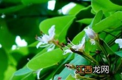 粉叶羊蹄甲花图片大全 粉叶羊蹄甲