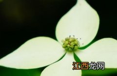 四照花 四照花果