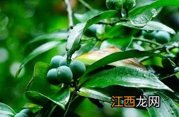 竹柏树与风水学 竹柏