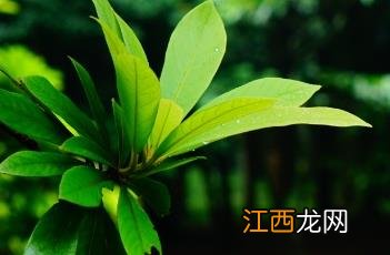 红毛山楠(毛丹 红毛山楠