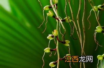 玉蕊果实图片 大果玉蕊