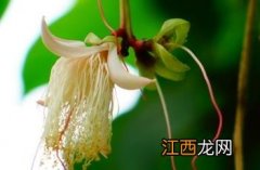 玉蕊果实图片 大果玉蕊