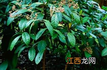 矮紫金牛 矮紫金牛和紫金牛区别